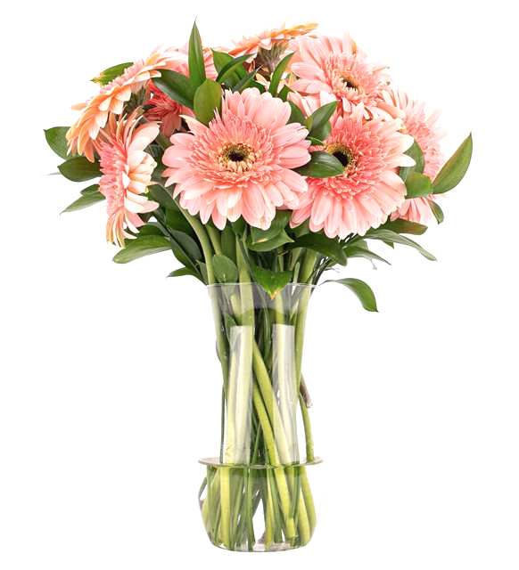 Vazoda Pembe Gerbera