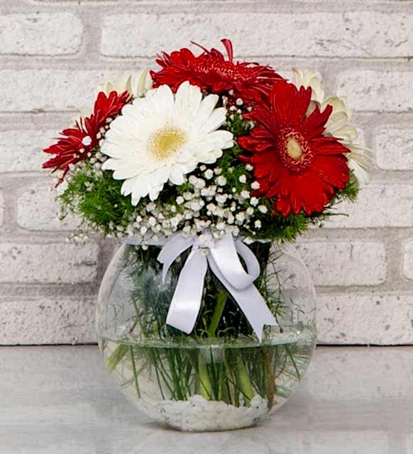 vazoda gerbera