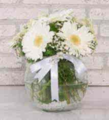 Fanusta Beyaz Gerbera
